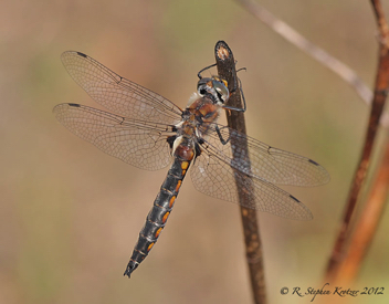 Epitheca spinosa, male